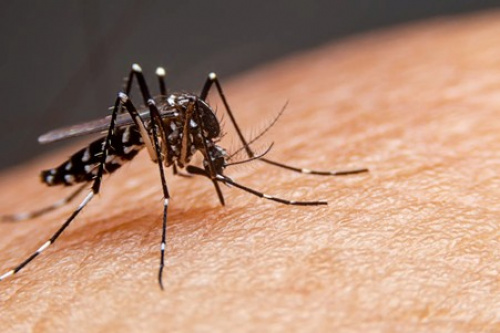 Hausse des cas de dengue dans le Grand Lomé : vigilance et précaution !