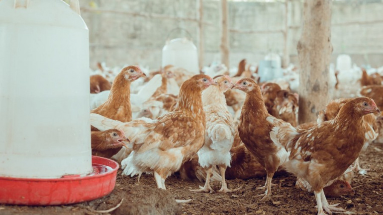 Santé : cas de grippe aviaire détectés dans le Vo, le Zio et les Lacs